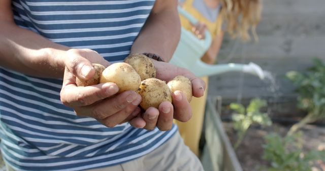 Hands Holding Freshly Harvested Potatoes in Community Garden - Download Free Stock Images Pikwizard.com