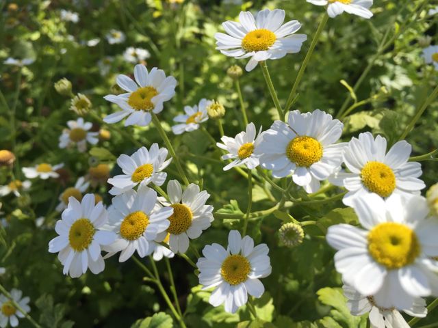 White daisies with yellow centers blooming under bright sunlight, surrounded by green foliage. Perfect for use in nature-related websites, gardening blogs, floral catalogs, spring and summer themed designs, botanical studies, and nature-inspired decor.