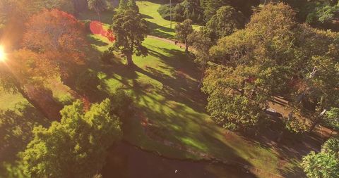 Scenic Park Landscape with Sunlit Trees and Pond - Download Free Stock Images Pikwizard.com