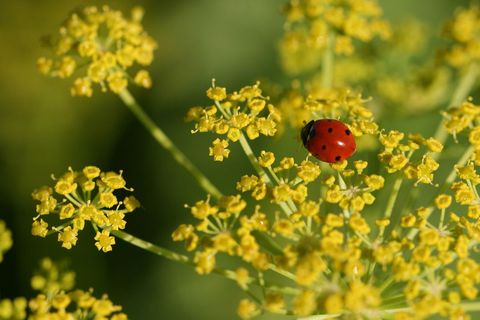 Red Ladybug Resting on Yellow Wildflower Umbel Macro with Soft Green Bokeh