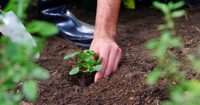 Close-up view of a person planting a young seedling in soil. Suitable for illustrating concepts related to gardening, sustainable living, environmentally friendly practices, agriculture, and springtime activities. Ideal for articles, blog posts, advertisements, or educational materials promoting outdoor activities and ecological awareness.