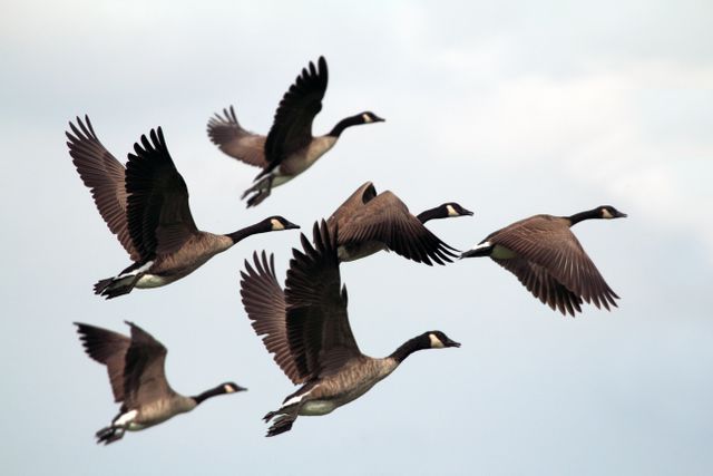 Canadian Geese Flock Flying Against Clear Sky in V Formation - Download Free Stock Photos Pikwizard.com