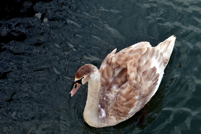 Photo of a young swan with brown feathers swimming gracefully on the calm water surface. Ideal for use in nature themed projects, wildlife documentaries, educational materials, serene and tranquil environment promotions, and birdwatching content.