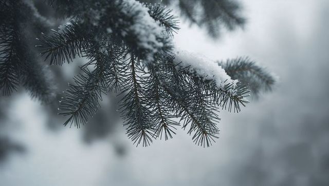 Snow-dusted spruce needles showing frost crystals on evergreen branch in winter macro