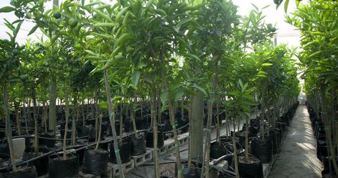 Young Tree Saplings Nurturing in Greenhouse with Drip Irrigation