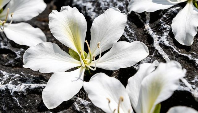 White five-petaled blossom showing delicate stamens on dark veined rock