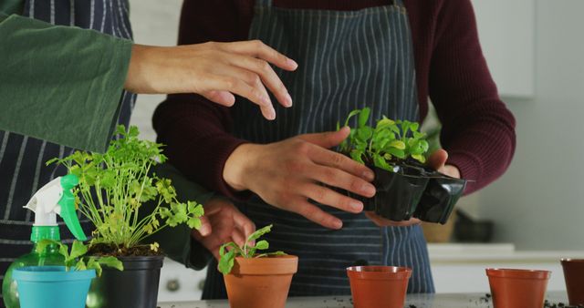 People's hands are tending to potted herbs on a table indoors. Great for content about indoor gardening, sustainable living, home decor ideas, or horticulture tutorials. Suitable for websites, blogs, and social media posts focused on gardening and home plants.