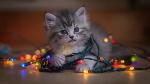Playful gray tabby kitten playing with colorful LED holiday lights, close-up bokeh clip
