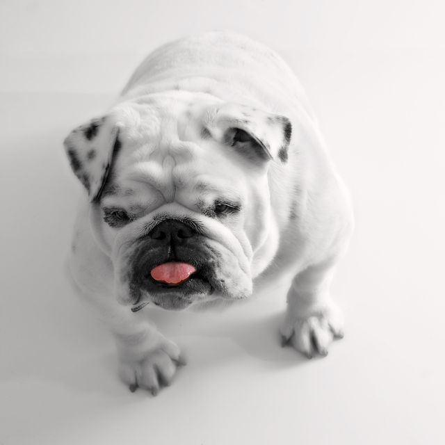Bulldog puppy with tongue out in studio isolated on white background. Perfect for advertisements related to pet products, veterinary services, or playful and charming pet visuals enhancing pet-friendly content.