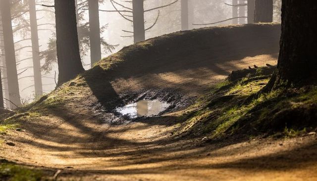 Misty pine singletrack with sunlit berm and reflective puddle on quiet morning woodland trail