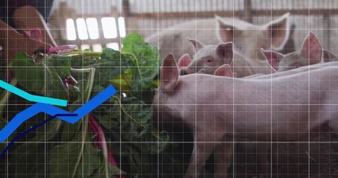 Farmer offering leafy greens while pigs feeding on vegetables in rustic barn, sustainable farming
