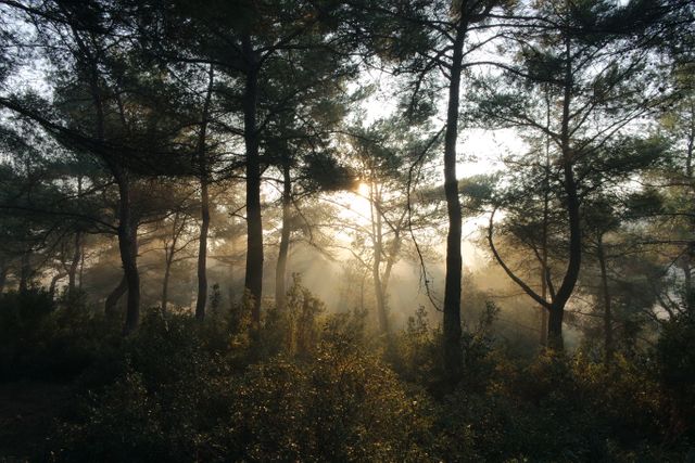 Sunlight breaks through thick forest trees at early morning, illuminating surrounding foliage and casting rays of light through mist. Useful for nature-themed designs, outdoor adventure promotions, or inspirational quotes aiming at conveying peacefulness and tranquility.