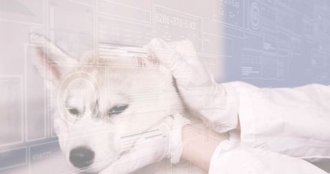 Veterinarian examining white dog with futuristic hud overlays and gloved hands supporting head