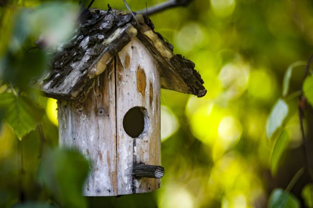 Rustic Birdhouse Hanging in Lush Garden - Download Free Stock Photos Pikwizard.com