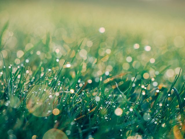 Grass covered in morning dew with sunlight creating a bokeh effect. Perfect for depicting tranquility, freshness, and nature's beauty. Can be used for backgrounds, nature articles, environment-related promotions, or relaxation themes.