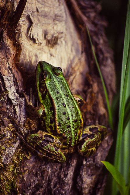 Green frog blending into tree bark, displaying natural camouflage - Download Free Stock Photos Pikwizard.com