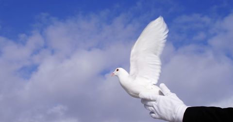 White Dove Released in Blue Sky Symbolizing Peace and Freedom - Download Free Stock Images Pikwizard.com
