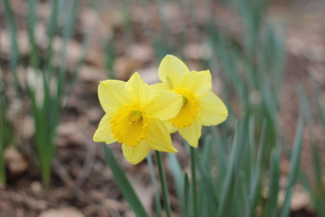 Two vibrant yellow daffodils are blooming together in a garden setting, with green leaves and a blurred background of earth-toned mulch. Ideal for springtime promotions, gardening blogs, nature-focused articles, and horticultural publications.