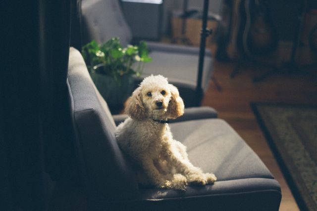 Small poodle sitting on a padded gray chair in a cozy living room, lit by natural sunlight from a nearby window. Ideal for use in pet care, home décor, or lifestyle blogging content.