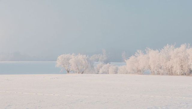 Pastel Hoarfrost Winter Landscape with Snow-Covered Trees, Quiet Shoreline, Soft Horizon