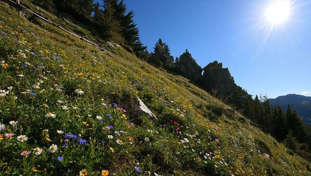 Sunlit alpine wildflower meadow on steep slope with rocky outcrop and conifer ridge