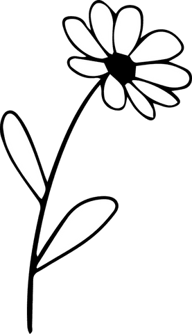 Minimalist line art of stylized daisy on transparent background