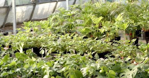 Lush Greenhouse with Rows of Vibrant Tropical Plants