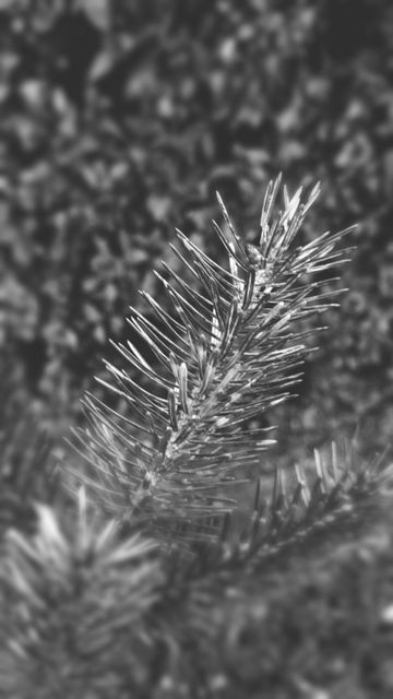 Monochrome Close-Up of Pine Tree Branch - Download Free Stock Images Pikwizard.com