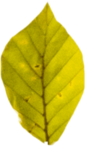 vibrant green leaf png on transparent background - Download Free Stock Videos Pikwizard.com