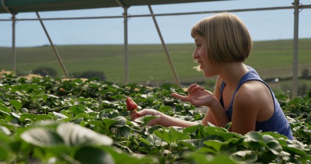 Teenage Caucasian girl picks strawberries in a sunny field. She enjoys a day of fruit harvesting, surrounded by lush greenery in an outdoor setting.