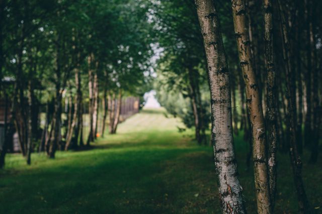 A beautiful green pathway navigates through a forest of birch trees, capturing nature's tranquility. Perfect for use in travel brochures, nature-related articles, environmental campaigns, or background imagery for websites needing a peaceful, natural scene.