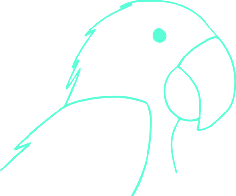 transparent mint-green parrot line drawing on clear background - Download Free Stock Videos Pikwizard.com