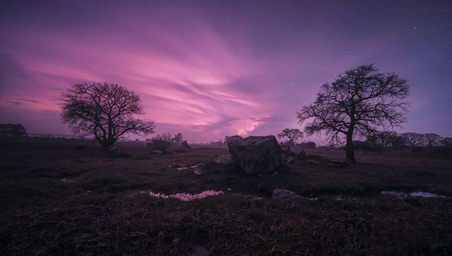 Pink purple twilight over moor with reflecting puddles, boulder and silhouetted oak trees