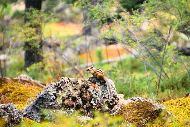 Chipmunk on Rock in Forest with Green Foliage - Download Free Stock Photos Pikwizard.com