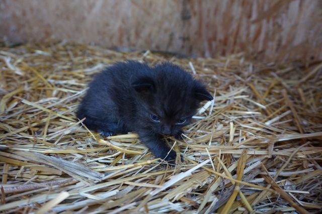 Black Kitten Laying on Straw Bed in Barn - Download Free Stock Photos Pikwizard.com