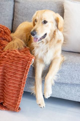 Golden retriever lounging on modern gray sofa with cozy orange throw and pillow