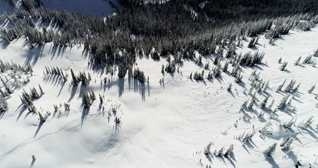 Aerial View of Snow-Covered Forest Landscape with Shadows - Download Free Stock Images Pikwizard.com