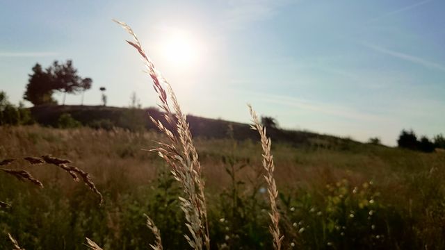 Golden Sunlit Meadow with Tall Grass at Sunset - Download Free Stock Images Pikwizard.com