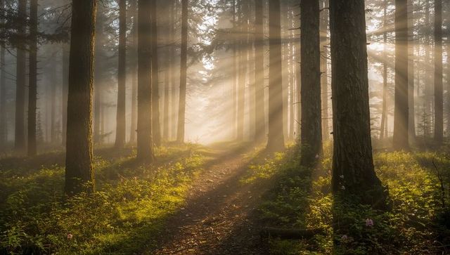 Sunbeams Guiding Winding Misty Trail Through Conifer Forest at Sunrise