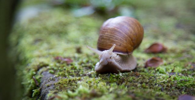 Garden snail crawling on mossy surface in natural environment - Download Free Stock Photos Pikwizard.com