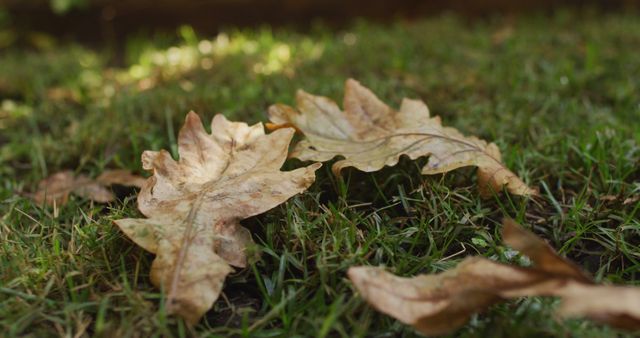 Brown dry leaves scattered on green grass, capturing the essence of seasonal change in autumn. Ideal for nature-themed projects, environmental awareness campaigns, weather transition visuals, and gardening blogs illustrating autumnal settings.