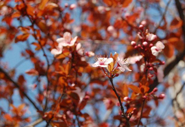 Close-up of Cherry Blossoms on Tree Branch with Blue Sky Background - Download Free Stock Photos Pikwizard.com