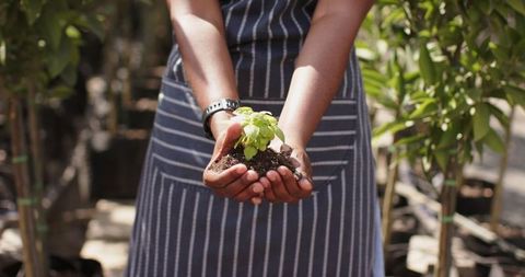 Gardener Holding Seedling in Nursery Highlighting Eco-Friendly Practices