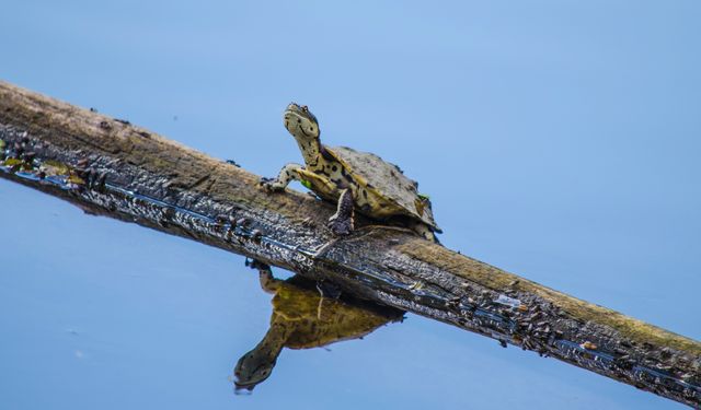 Turtle resting on a branch with a clear reflection in still water. Great for use in nature-themed content, wildlife documentaries, educational materials about reptiles, and environmental conservation campaigns.