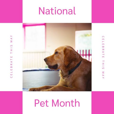 golden retriever highlights national pet month awareness campaign - Download Free Stock Templates Pikwizard.com