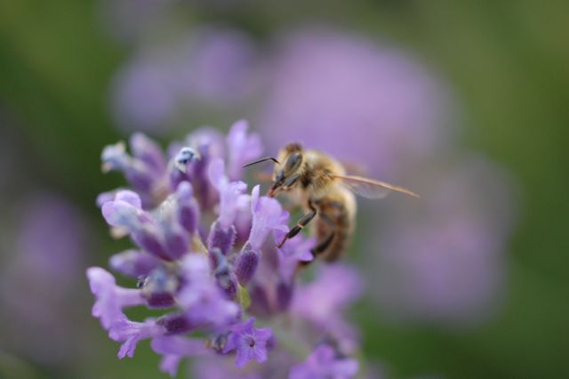 Image captures a bee pollinating a vibrant purple lavender bloom in a garden setting. Ideal for use in nature blogs, articles on bees, environmental protection campaigns, botanical studies, and educational material. Can highlight the importance of pollinators in ecosystems.