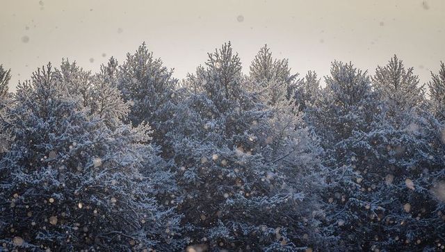 Snow-covered evergreens glittering through falling snowflake bokeh in winter woodland