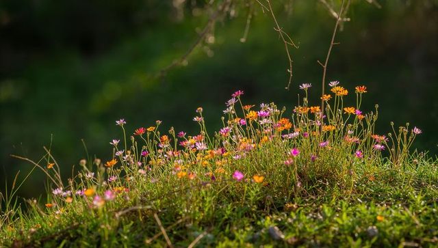 Wildflowers bathing in golden-hour light on grassy mound with delicate backlit petals