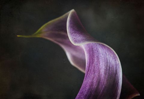 Purple calla lily curling velvet petal against dark textured background