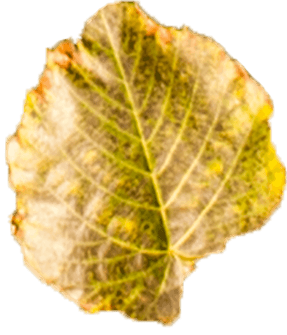 Yellow and Brown Autumn Leaf Illustration on Transparent Background - Download Free Stock Videos Pikwizard.com